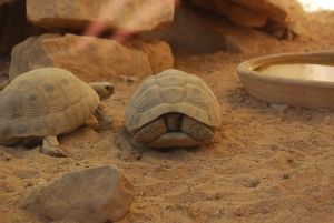 Hiding_out_from_the_bully