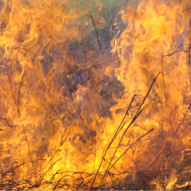 Flames-with-grass_1
