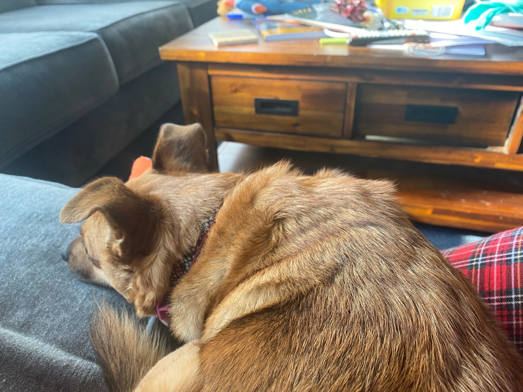 A picture of our dog, Cinnamon, lying right on top of my calf and foot as she sits in my lap.