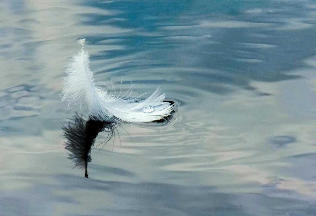 A white feather floating on water.